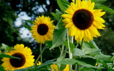 Un tournesol en pot, avec ses pétales jaunes éclatants et son cœur brun, attire un petit insecte. D'autres tournesols sont visibles en arrière-plan.