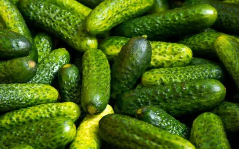 Un tas de cornichons verts, petits et bosselés. Le cornichon est-il un concombre ? Oui, c'est un petit concombre.