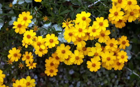 Un bouquet de soucis fleurs jaunes éclatantes illumine le feuillage sombre.