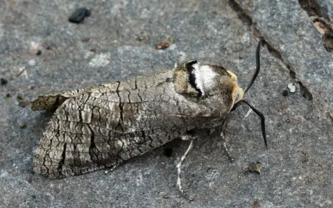 Papillon cossus, camouflage parfait sur le bois. Un danger pour les arbres, mais une merveille pour les yeux.
