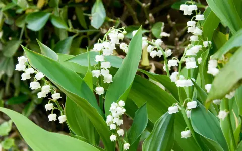 Des clochettes blanches délicates de muguet, parfaites pour savoir où planter muguet au printemps.