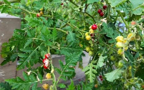 Plantes de morelle de Balbis avec des baies rouges et jaunes mûres, des feuilles découpées et des tiges épineuses.