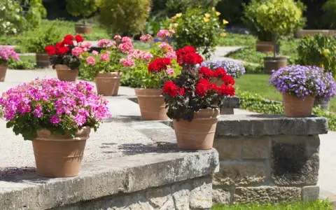 Pots de géraniums roses, rouges et violets en pleine floraison, parfaits pour un entretien facile et un jardin coloré.
