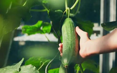 Main verte, une main cueille une belle variété de concombre dans une serre.