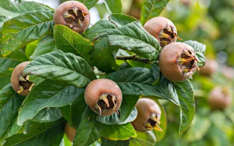 Grappe de fruits bruns du neflier, prêts à être récoltés. Leurs calices ouverts révèlent une chair orangée.