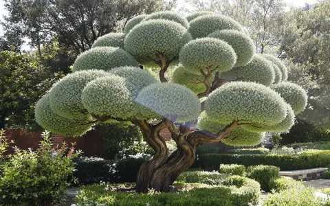 Arbre sculpté avec une taille en nuage, ses branches torsadées supportent des boules de verdure dense. Un jardin soigné l'entoure.
