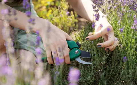Mains coupant de la lavande avec des ciseaux verts. Les fleurs violettes et les tiges vertes sont visibles.