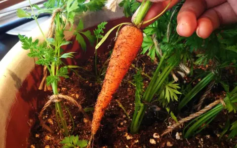 Une main extrait une carotte fraîchement récoltée de son pot. Les semis de carottes poussent bien, leurs fanes vertes bien visibles.