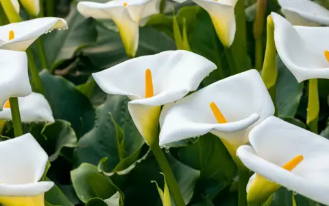 Un par d'arum blanc, leurs pétales immaculés ornés de perles de rosée, se dressent fièrement parmi le feuillage luxuriant.
