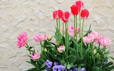Magnifique jardinière printanière : tulipes roses et rouges, pensées violettes. Idéal pour apprendre comment planter des tulipes en jardinière.