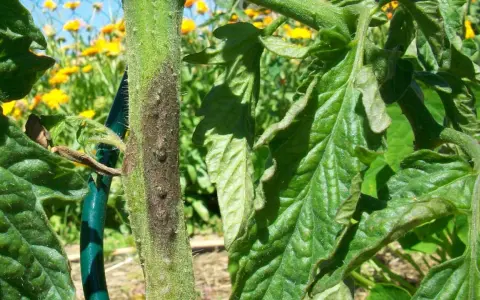 Tige de tomate atteinte par le mildiou, avec des feuilles vertes et un fond de fleurs jaunes.