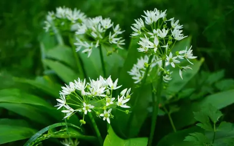 Fleurs blanches délicates de l'ail des ours, plante sauvage prisée pour sa culture et ses usages culinaires.