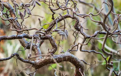 Gros plan sur les branches torsadées d'un saule tortueux, certaines portant des chatons discrets.