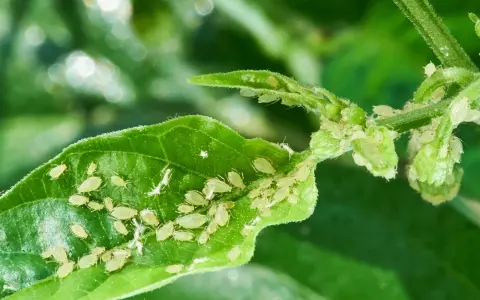 Pucerons sur une feuille, signe d'une haie en maladie. Un traitement est nécessaire pour sauver la plante.