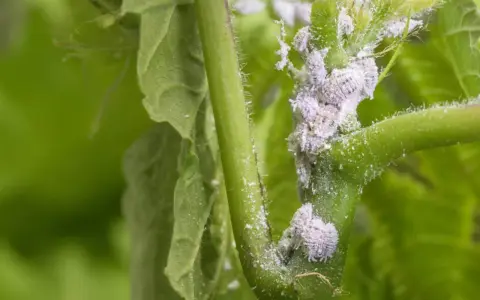 Gros plan sur une tige de plante envahie par des cochenilles cotonneuses, nécessitant un traitement rapide.