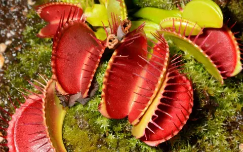 Plante carnivore aux pièges rouges vifs, prête à attraper une mouche.