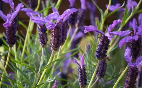 Fleurs de lavande papillon, idéales pour un entretien facile au jardin. Leurs épis violets attirent les pollinisateurs.