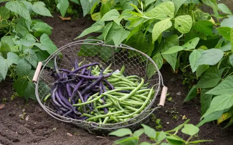 Panier de haricots verts et violets fraîchement cueillis dans une plantation de haricot vert grimpant.