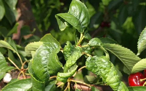 Feuilles de cerisier recroquevillées, signe d'une maladie. Les feuilles sont déformées et plissées, affectant la santé de l'arbre.