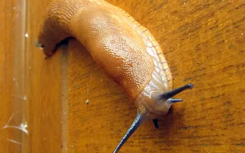 Une limace orange grimpe sur une surface en bois. Une invasion de limaces, pourquoi tant de ces créatures rampantes ?