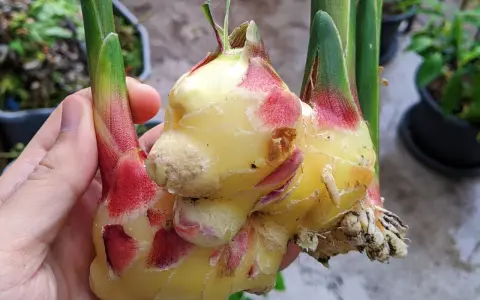 Main d'une personne tenant une plante de gingembre fraîchement récoltée, avec des rhizomes jaunes et des touches de rouge à la base des tiges vertes.