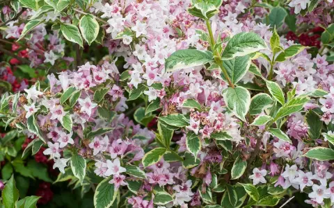 Gros plan sur un arbuste de weigelia aux fleurs roses et blanches, avec un feuillage panaché vert et blanc. Sa hauteur est idéale pour un massif.