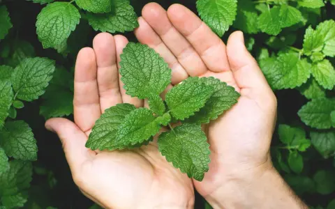 Mains tenant une jeune pousse de menthe, prête à la planter. Les feuilles vertes et dentelées promettent une belle récolte.