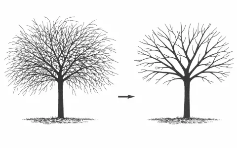 Illustration montrant un arbre touffu avant et un arbre élagué après. C'est une bonne idée pour savoir quand tailler les arbres fruitiers.