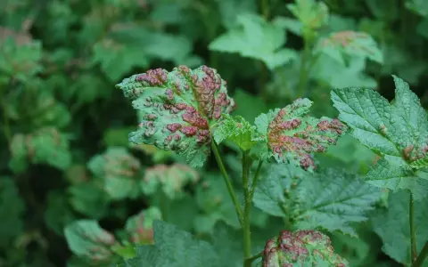 Feuilles vertes atteintes de cloques rouges, signe d'une maladie nécessitant un traitement. Le traitement cloque du pêcher est essentiel pour la santé des plantes.
