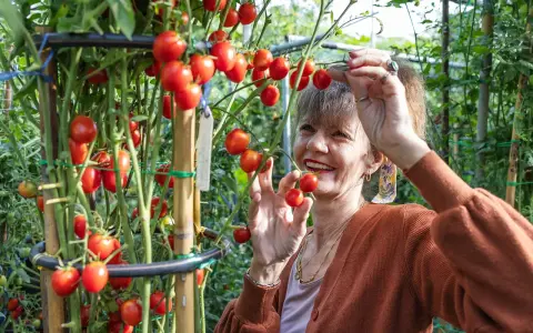 Une femme souriante cueille des tomates cerises mûres dans un jardin. Elle semble gourmande et prête à déguster ces fruits frais.