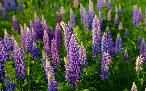 Champ de lupins fleurs aux teintes violettes et bleues, baigné par la lumière du soleil.