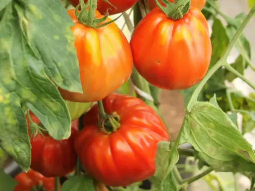 Gros plan sur des tomates mûres, certaines orangées, d'autres rouges, sur leur pied. Ces tomates sans pépins promettent une chair savoureuse.