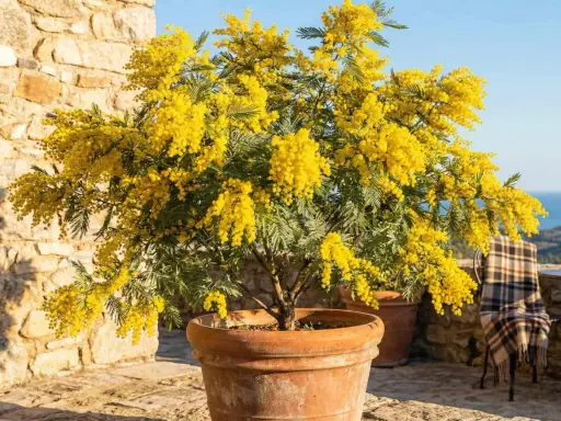 Un magnifique mimosa en pot, éclatant de fleurs jaunes, sur une terrasse en pierre avec un plaid sur une chaise.