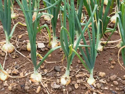 Planter les oignons - Réussir sa récolte à coup sûr !