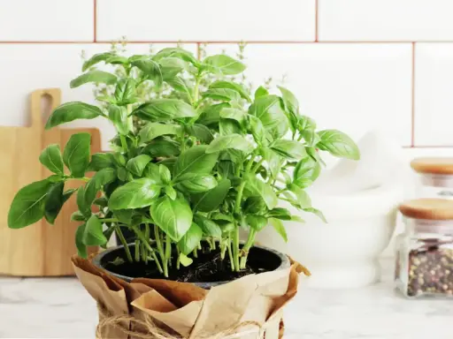 Un plant de basilic en pot, prêt pour son entretien, trône sur un plan de travail. Ses feuilles vertes luxuriantes promettent de parfumer vos plats.