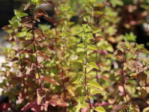 Plantes d'origanum majorana aux feuilles vertes et pourpres, avec des tiges rouges.