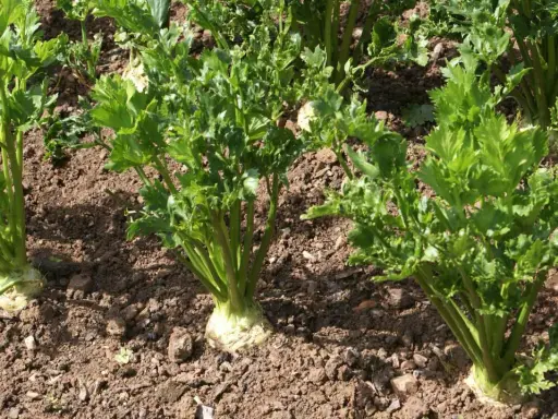 Des plants de céleri branche poussent dans un sol brun, leurs feuilles vertes luxuriantes se dressant fièrement.