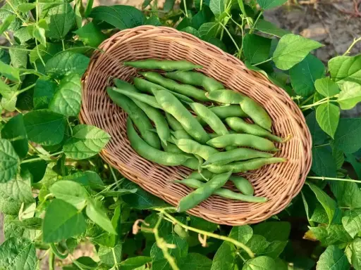 Un panier de haricots verts frais, prêts à être semés. La nature nous rappelle quand semer les haricots pour une récolte abondante.