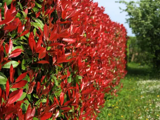 Un mur végétal de photinia aux feuilles rouges éclatantes, contrastant avec le vert des arbres et l'herbe fleurie.