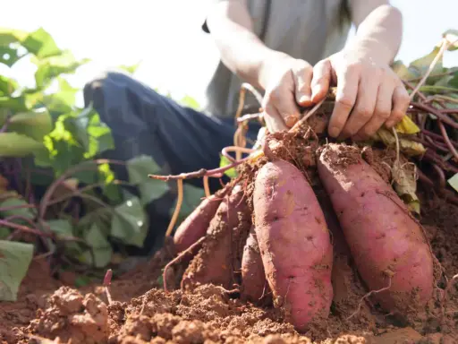 Mains déterrantes des patates douces fraîchement récoltées. Le sol brun est meuble autour des tubercules violets.