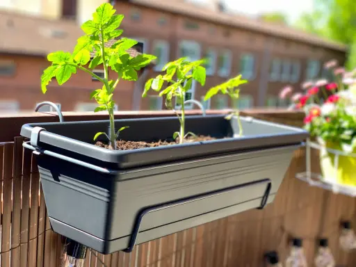 Jeunes plants de tomates dans un arbuste en pot sur un balcon, prêts à pousser.