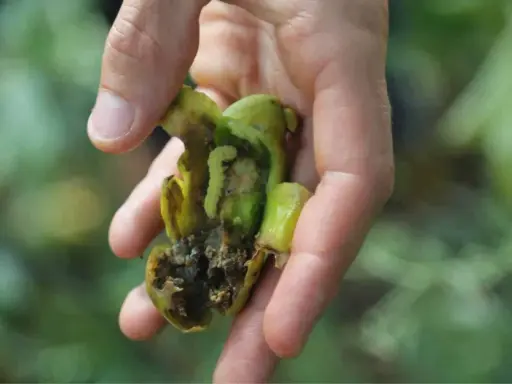 Main d'un jardinier tenant une tomate abîmée par la noctuelle de la tomate. Traitement nécessaire pour protéger les cultures.