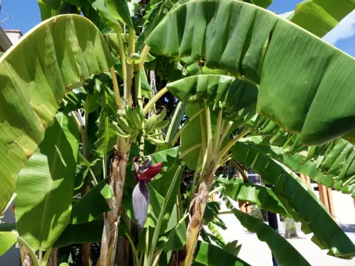 Un bananier extérieur luxuriant avec des feuilles vertes vibrantes et une fleur de bananier pourpre. De petites bananes vertes commencent à se former.