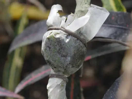 Un marcottage aérien en cours sur une tige de plante, enveloppée de plastique et ligaturée.