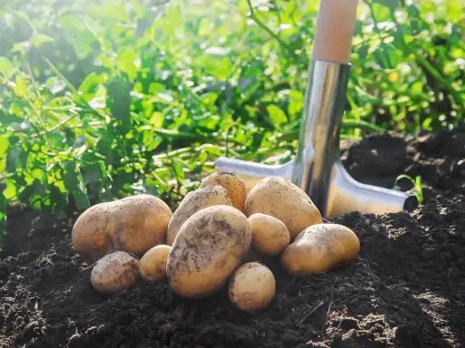 Un tas de pommes de terre fraîchement arrachées du sol, prêtes pour la récolte. La pelle à côté indique le moment idéal quand ramasser les pommes de terre.