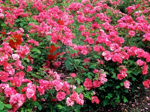 Un parterre de rosiers roses et rouges, luxuriants et éclatants. Ces rosiers jamais malades promettent une floraison généreuse et durable.