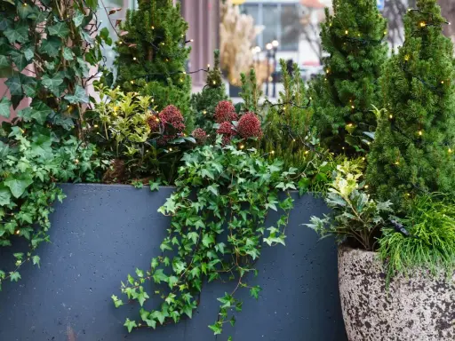 Plante balcon nord : lierre grimpant, conifères et baies rouges illuminés par des guirlandes lumineuses dans une jardinière sombre.