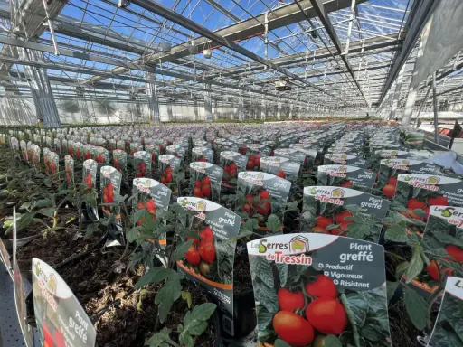 Des rangées de plants de tomate greffée s'étendent sous la serre, promettant une récolte abondante.