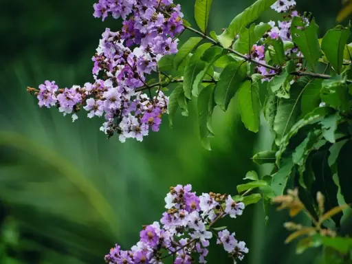 Grappes de fleurs mauves et blanches sur une branche de lilas des Indes, avec des feuilles vertes luxuriantes en arrière-plan.