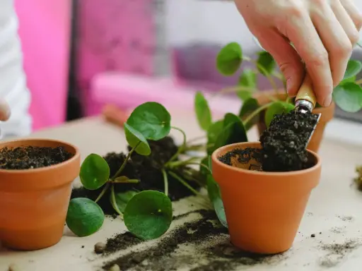 Maintenant, je vais rempoter une plante dans un nouveau pot en terre cuite.